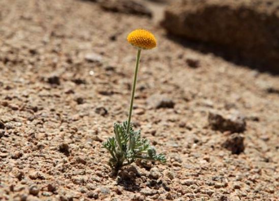 防治荒漠化和干旱日 防治荒漠化和干旱日