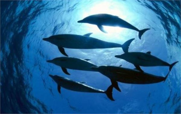 世界海洋日 世界海洋日
