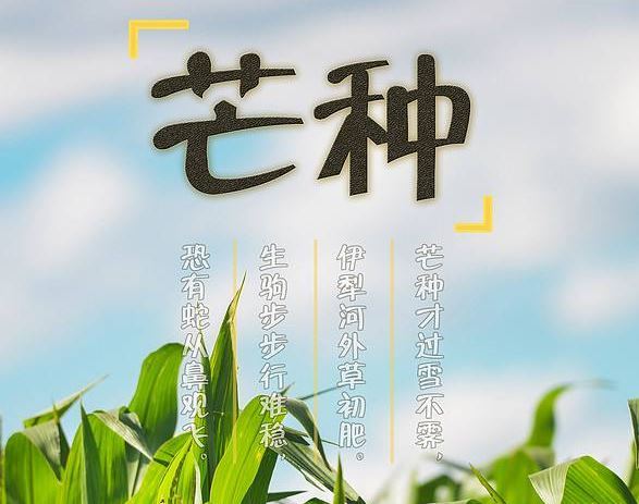 芒种 芒种