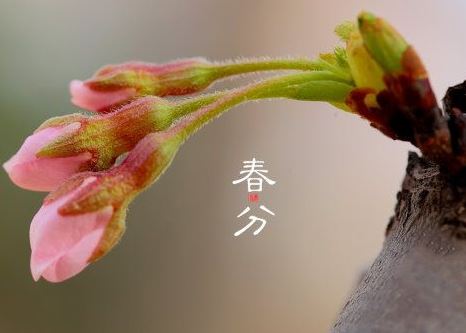 春分 春分