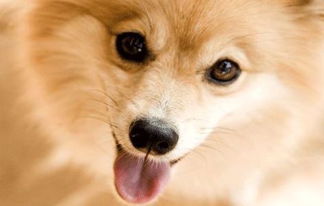 生肖:狗 生肖:狗
