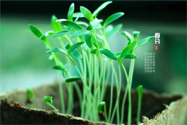 关于春分图片,春分图片大全 关于春分图片,春分图片大全