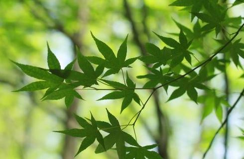 关于春分图片,春分图片大全 关于春分图片,春分图片大全