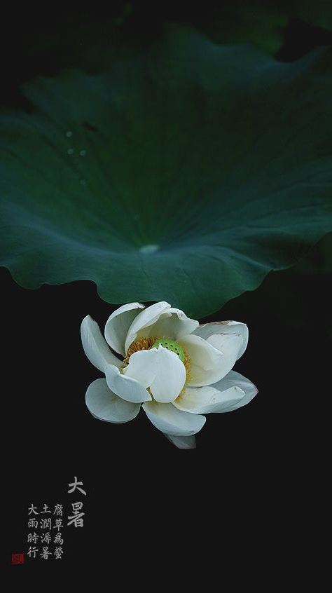 大暑图片,大暑节气图片大全 大暑图片,大暑节气图片大全