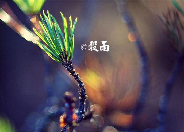 谷雨图片,关于谷雨节气的图片大全 谷雨图片,关于谷雨节气的图片大全
