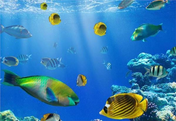 国际生物多样性日(每年5月22日) 国际生物多样性日(每年5月22日)