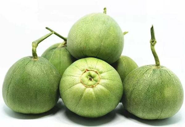 什么时候种香瓜最合适 6369629599452110204370880.jpg