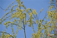 春分英文介绍
