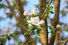 春分节气的特点简介 春分节气的特点简介