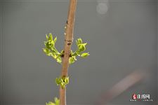 春分节气吃什么水果 春分节气吃什么水果