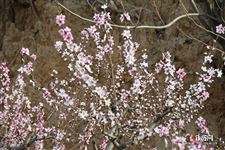 春分节气吃什么菜 春分节气吃什么菜