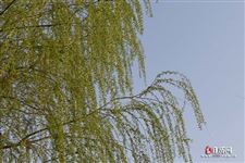 春分什么时候上坟 春分什么时候上坟