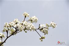 春分这天有什么讲究 春分这天有什么讲究