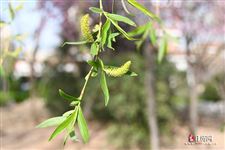 春分这个节气的含义 春分这个节气的含义