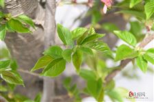 春分节气的由来故事
