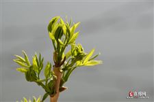 春分节气的意思特点及风俗