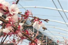 春分节气谚语意思