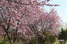 2021年今年春分是几月几日几时几分，今年春分是几月几日几点