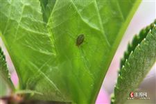 立春和春分哪个在前