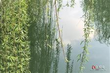 秋千节是清明节还是重阳节呢 秋千节是清明节还是重阳节呢