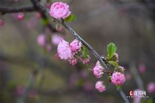 清明节又叫寒食节吗，清明节又称寒食节对吗