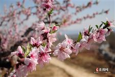 寒食节有什么风俗活动