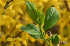 2021清明节有过节费吗 2021清明节有过节费吗