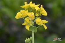 清明节和寒食节的由来和意义