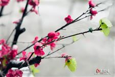 2021年清明节休息时间安排
