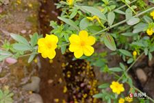 清明节放风筝的寓意,清明节为什么要放风筝