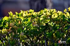 今年清明节怎么放假的，2021清明放假时间