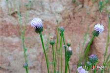 清明节是法定节假日么 清明节是法定节假日么