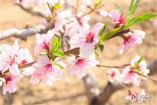 清明节是固定日期吗，2021年清明节是几月几日