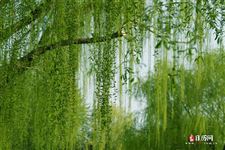 清明节放假安排2021