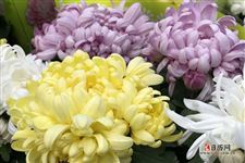 清明节人们都干什么，清明节人们都干什么事