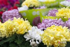 清明节简介30字左右