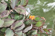 清明节的日期怎么定的