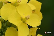 2021年清明节高速免费吗几天