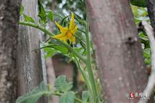清明节是什么时候，清明节是农历几月初几