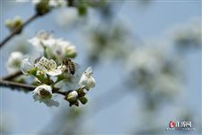 2021年清明节是哪一天？放几天假？