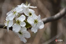 北方清明节有什么风俗，北方清明节还有哪些风俗