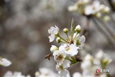 腾冲清明节还有哪些风俗