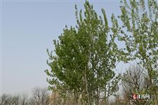 清明节是什么季节适合穿什么衣服