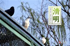 清明节活动策划方案