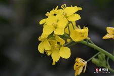 清明节是公历的哪一天，每年的清明节是公历的哪一天