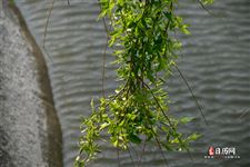 河南人清明节吃什么食物