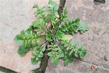 清明节是什么季节 清明节是什么季节