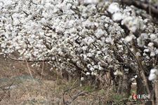 21年清明节是几月几日 21年清明节是几月几日