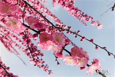 清明节为什么是阳历4月4日