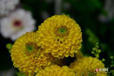 清明节祭祀买什么花合适